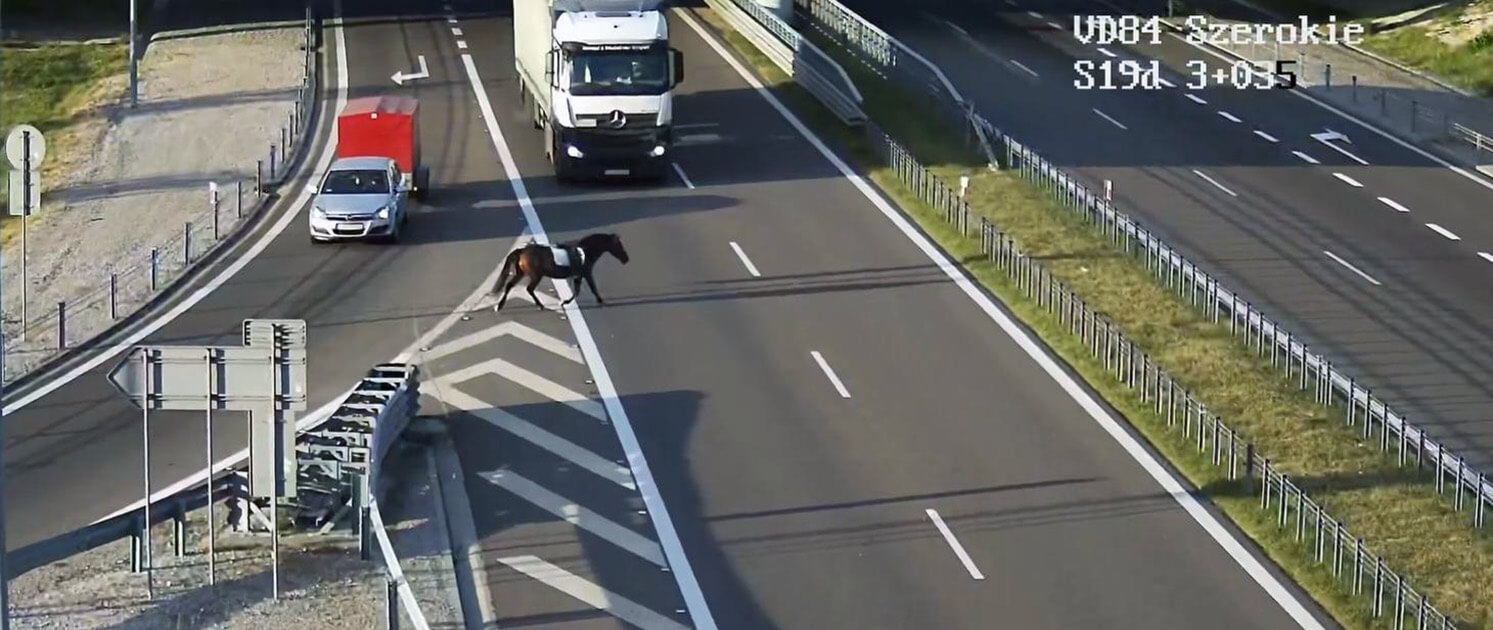 Koń na drodze ekspresowej S19 – obwodnica Lublina