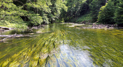 Rzeka Drawa – renaturyzacja dorzecza w ramach projektu LIFE Drawa Bis