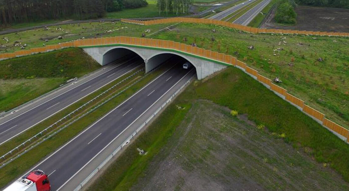 Prace przygotowawcze do budowy S11 Oborniki – Poznań - przejście dla zwierząt