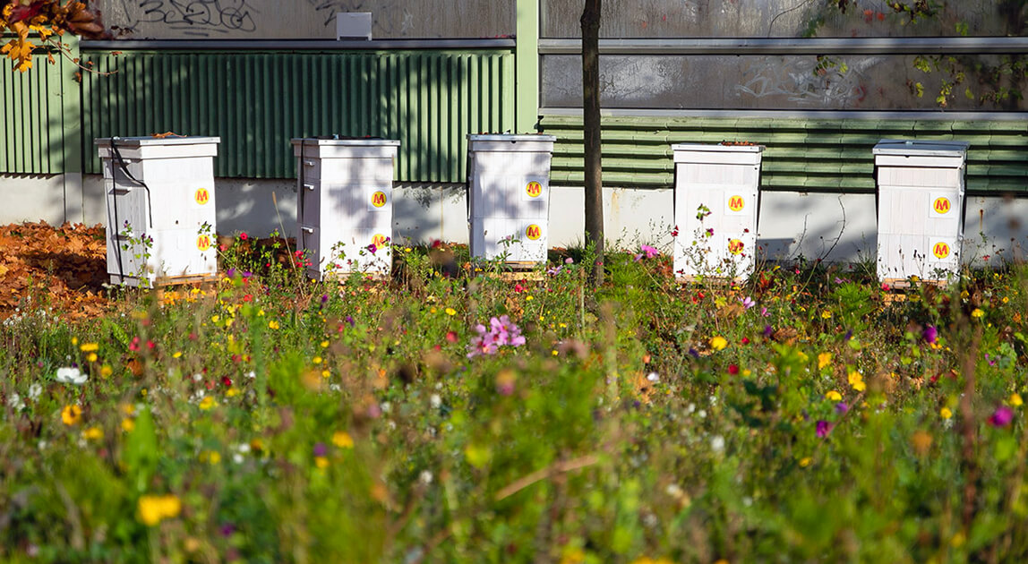 Budki lęgowe i pasieka na terenie STP Kabaty w Warszawie