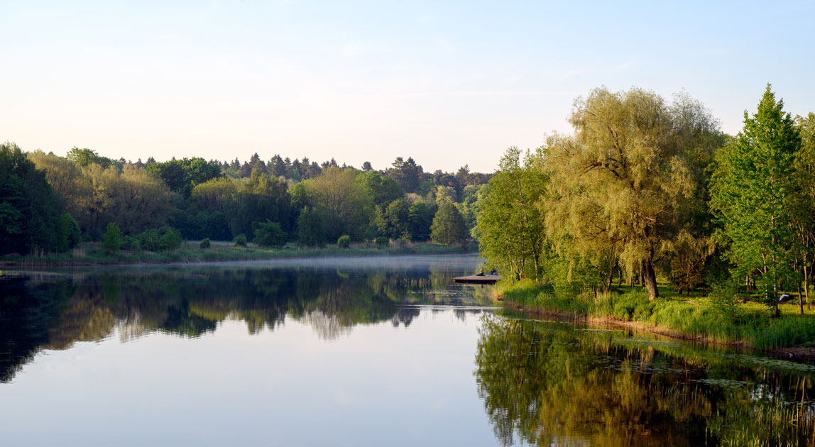 Rzeka otoczona drzewami